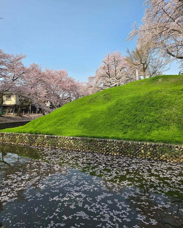 The second sakura forecast was released yesterday! photo