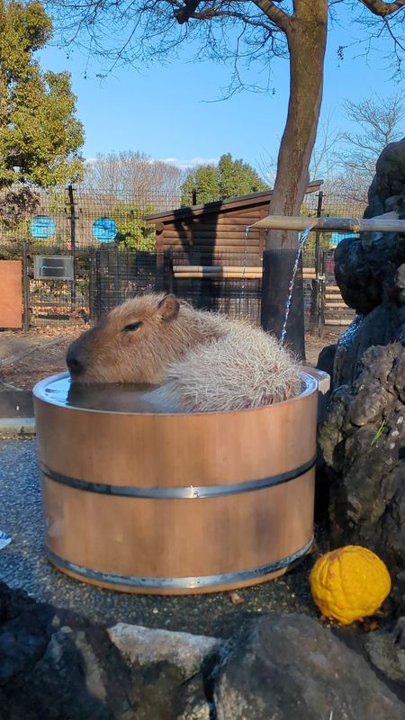 Things I didn't do early on: gush over capybara! photo