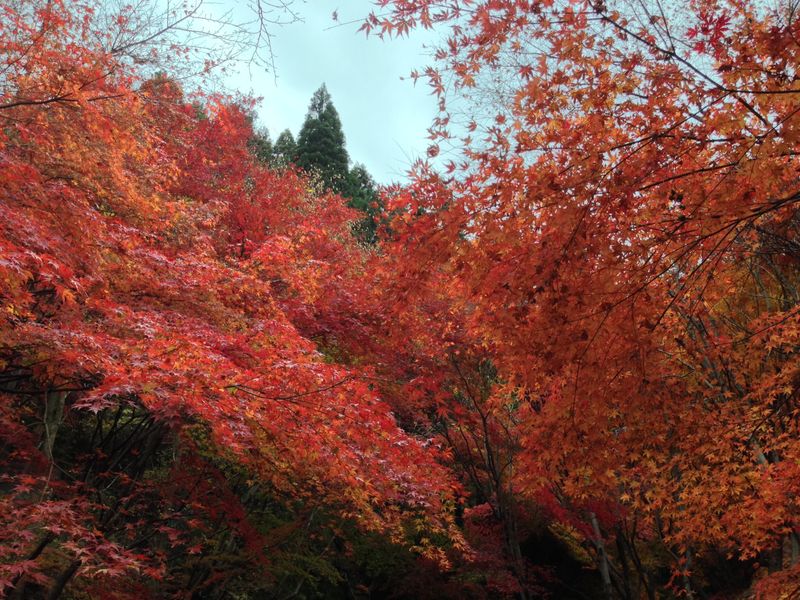 Autumn in Gunma's Ikaho area CityCost