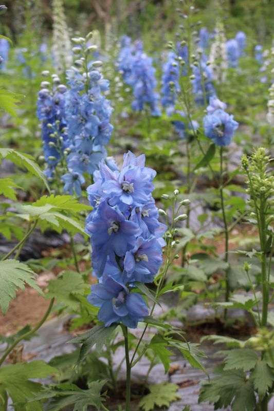 Spring flowers in Japan: delphinium photo