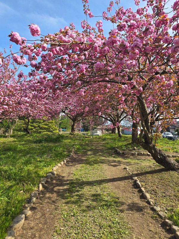 Anxiety, aging, and life in Japan photo