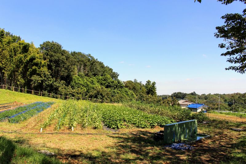 Fall traditions: sweet potato digging photo