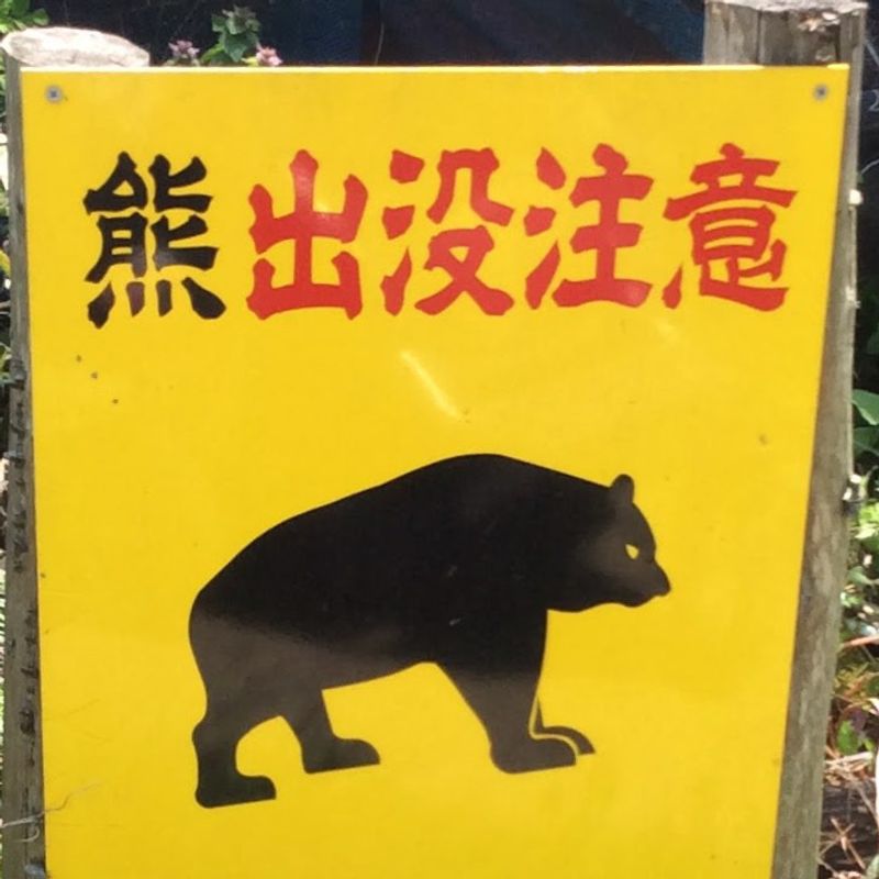 Bullet train collides with bear photo