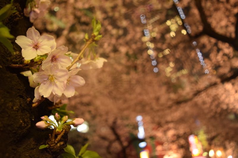 My First Cherry Blossom Season photo