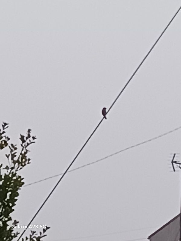 Sparrows begin to build their nests photo