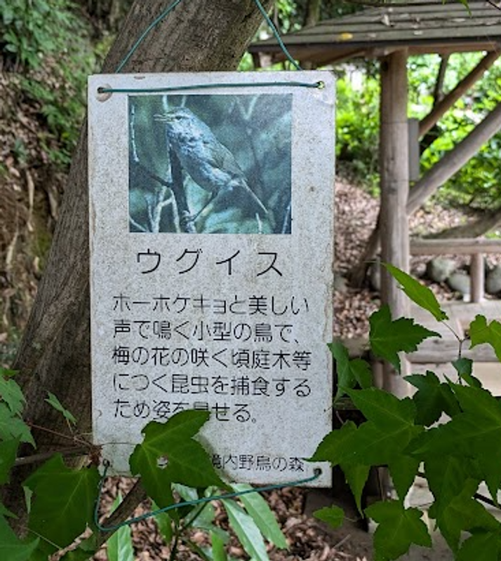 Bush warblers begin to sing photo