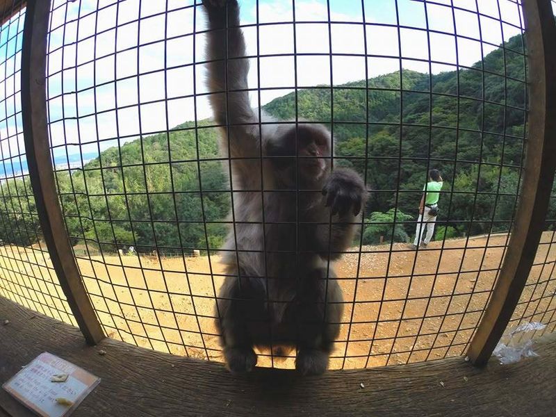 Japan's answer to crop-stealing monkeys is GPS photo