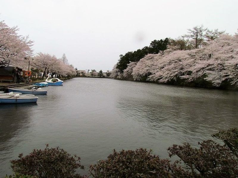 Hanami in one of the best parks “Takada Park” in Niigata photo