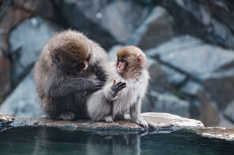 日本猕猴通过镜头 photo