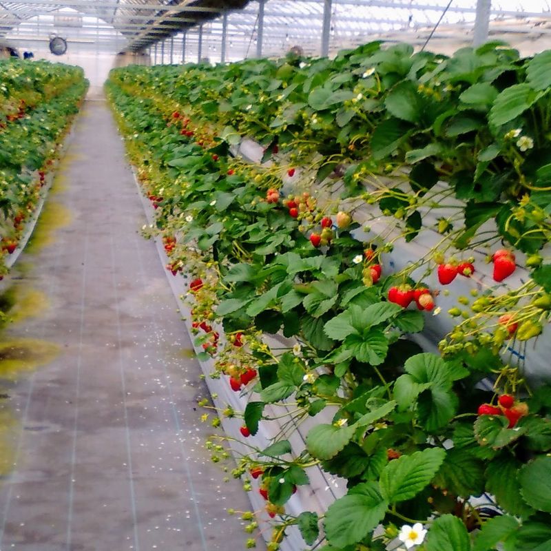 Greenhouse strawberries in Japan photo