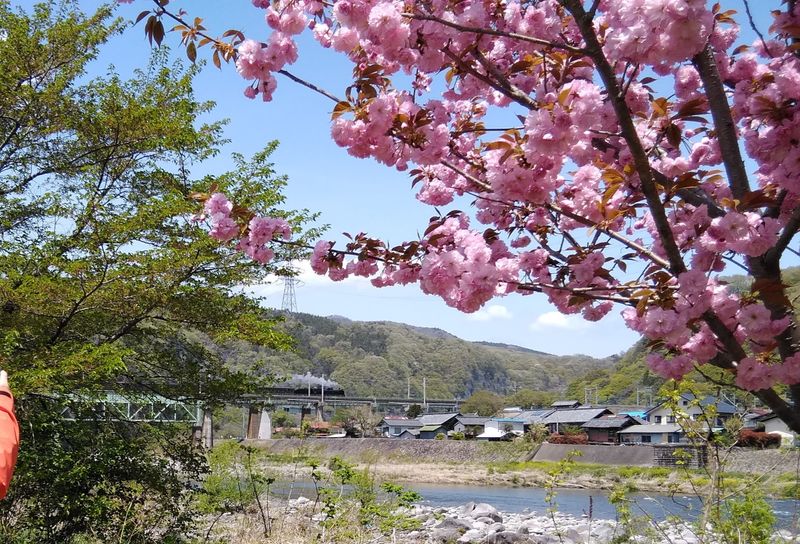 Spring in Japan: scenic camping photo