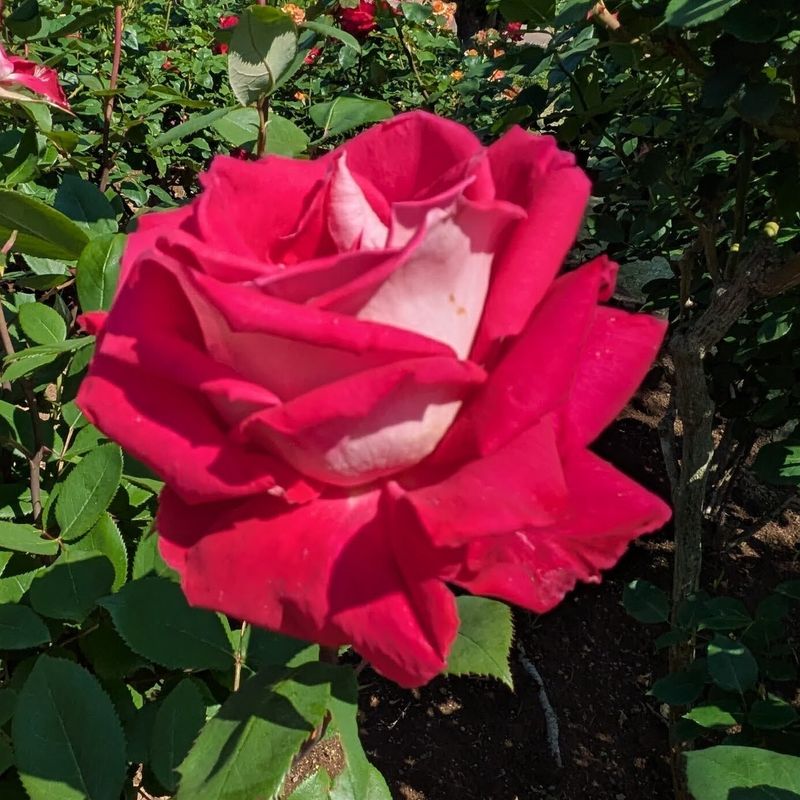Four autumn rose festivals in Tokyo in 2025 photo