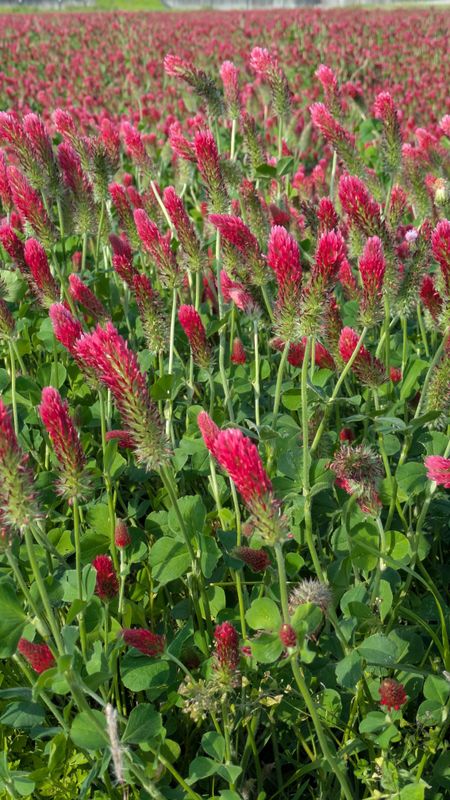 Spring flowers in Japan: crimson clover photo