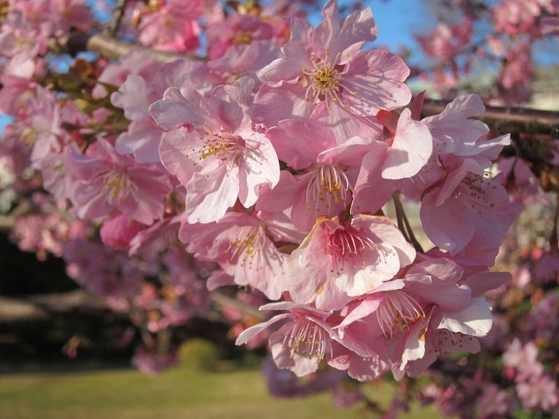樱花季节已经开始与Kawazuzakura！ photo