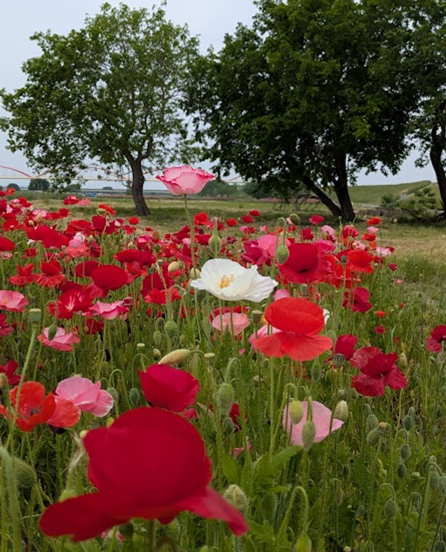 Five flowers in bloom right now in many parts of Japan photo
