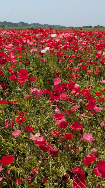 There isn't always "next year" when it comes to flowers photo