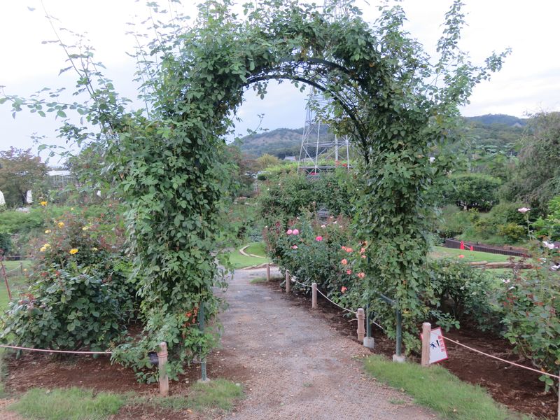 Ashikaga Flower Park in late summer photo