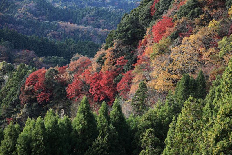 在东京周围观赏秋叶的最佳地点，需要多少费用才能到达他们 photo