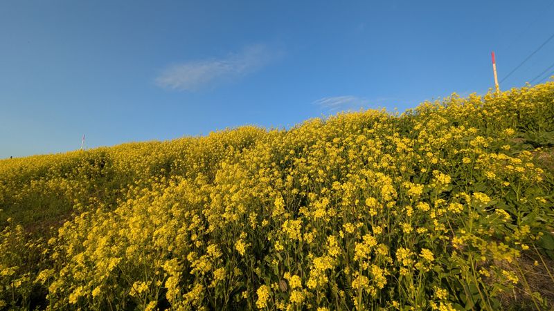 The canola is finally blooming photo