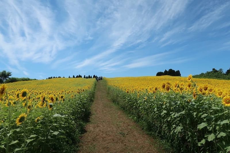 Things I love about summer in Japan: sunflowers photo