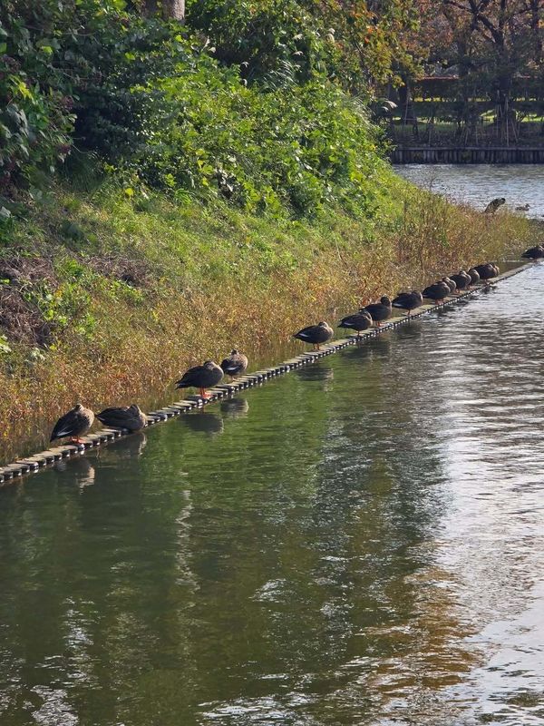 Old customs and new questions photo