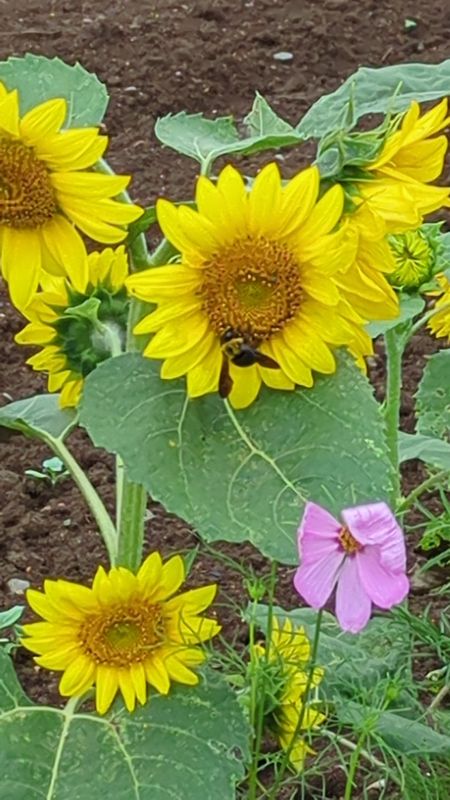 Summer flowers in Japan: sunflowers photo