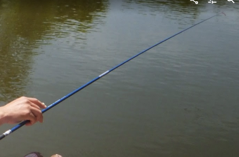 The deadly side of Japan's most famous fish photo