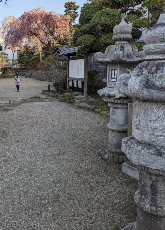 Okama Shrine: Sakura Finally Starting [SPOT REVIEW] photo