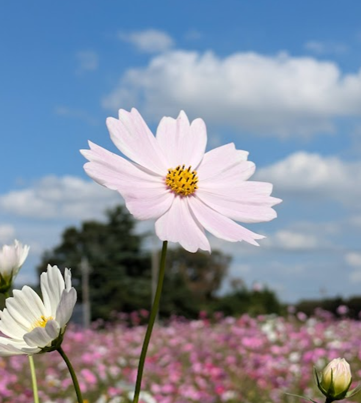 Akizakura: The Poetic Name for Cosmos photo