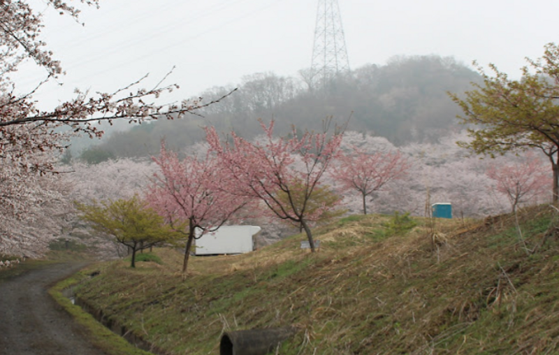 Cherry Blossom Lingo: flower clouds photo