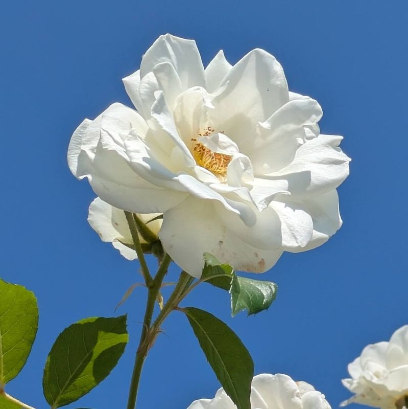 Autumn roses at Yokohama English Garden photo