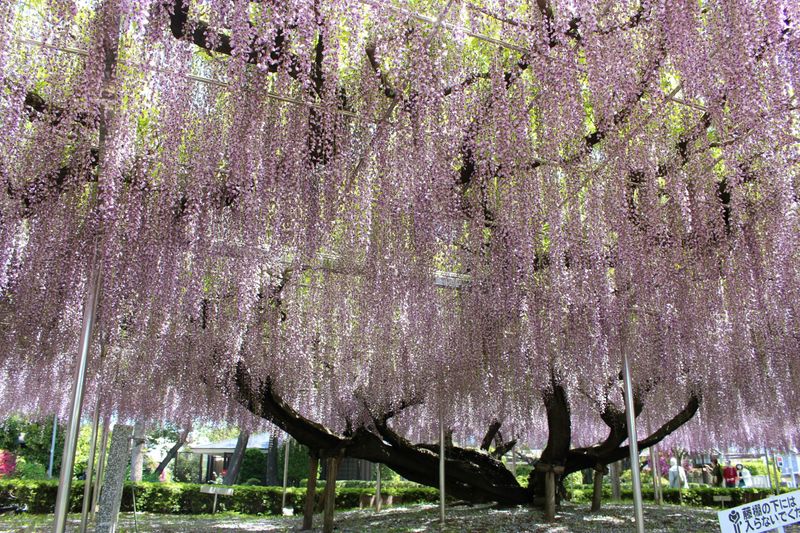 Flower of the Day - Wisteria photo