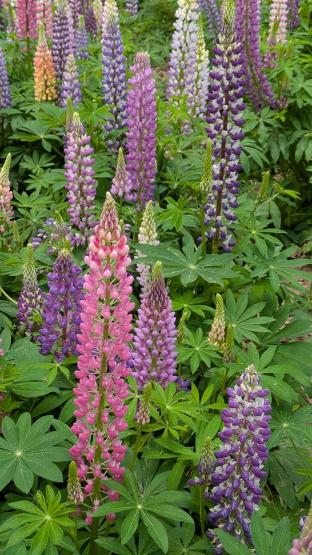 Spring flowers in Japan: lupine photo