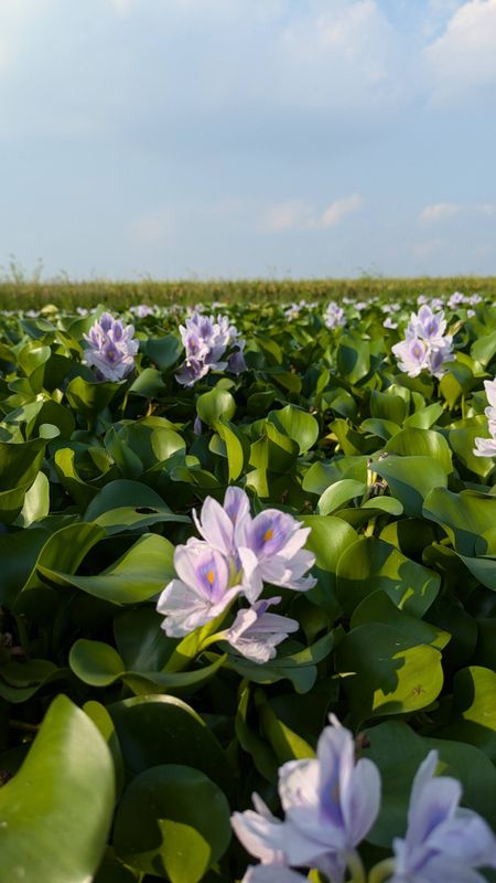 Water Hyacinth, a birthday flower of July 13th photo
