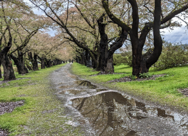 Family Fun at Kitakami Sakura Festival photo