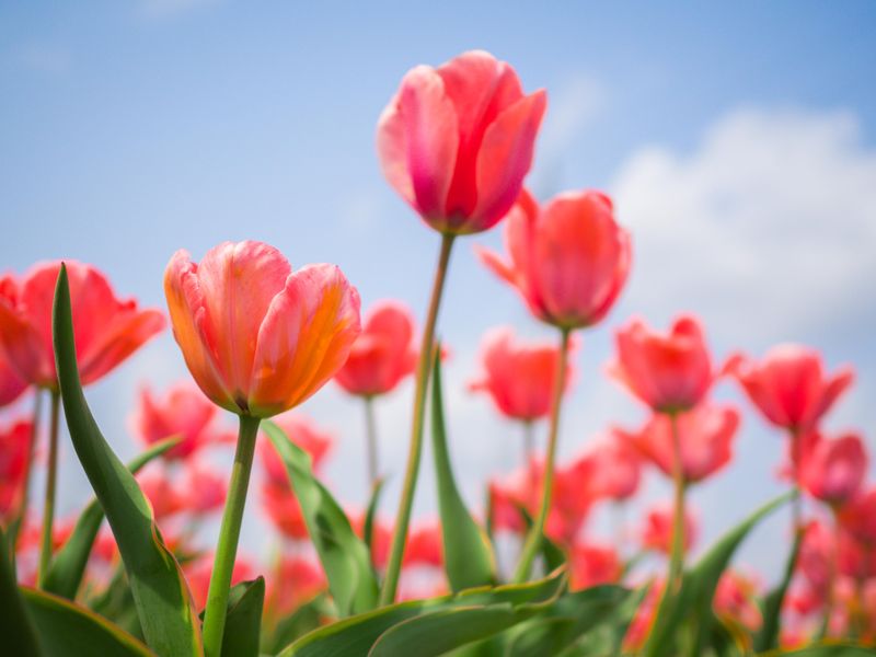 Hoa tulip Sakura 2019 photo