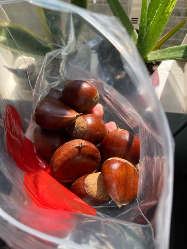 How to prepare chestnuts photo
