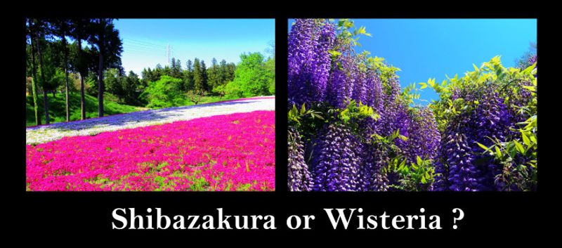 Flower Fever : Chichibu’s Shibazakura vs. Ashikaga’s Wisteria Story photo
