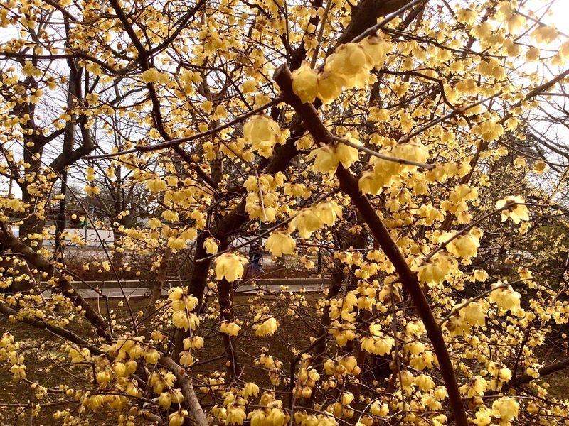 Hello, February fragrant blossoms photo