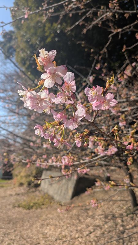 The Kawazuzakura have started to bloom in Saitama photo