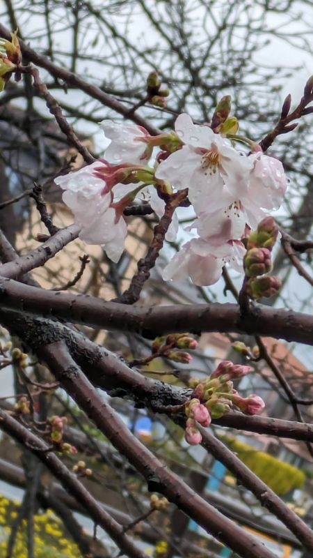 Tokyo's Cherry Blossom Season officially "open" photo