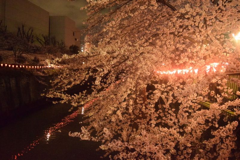 My First Cherry Blossom Season photo