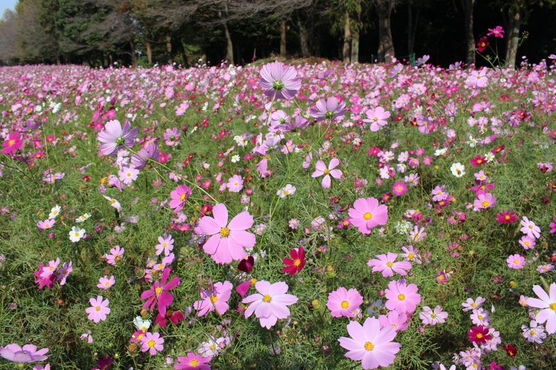 Fall flowers: Cosmos photo