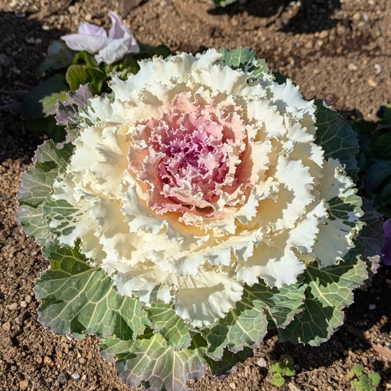 Is Flowering Kale your birthday flower? photo