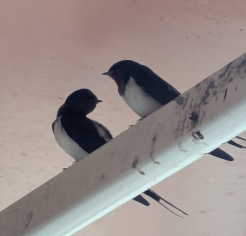 In tune with the micro seasons photo