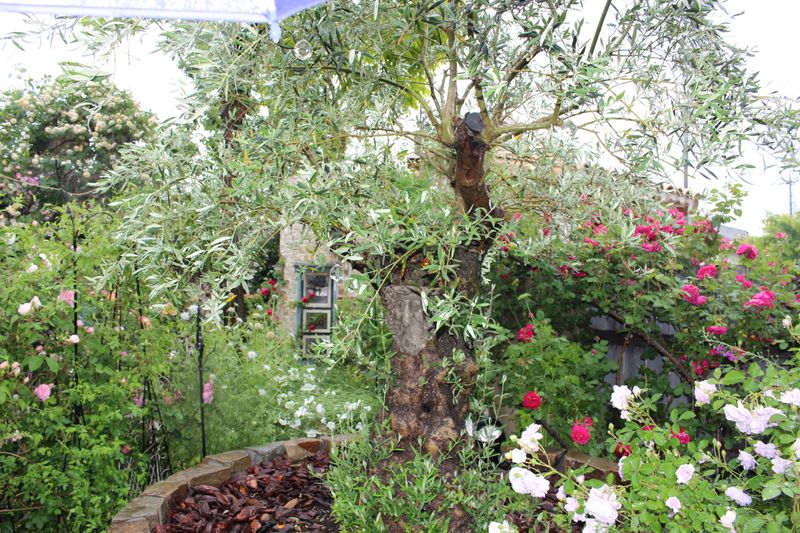 How Shodoshima became olive country photo