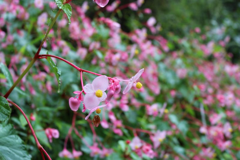 Autumn traditions: Begonia flower viewing photo