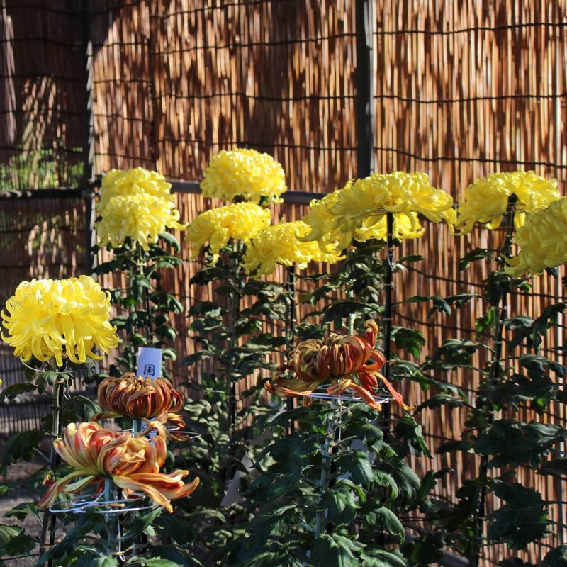 The Chrysanthemum Festival at Yushima Tenjin Shrine this year photo