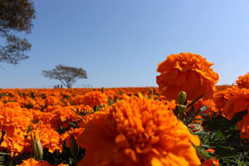 Fall flowers: marigold photo