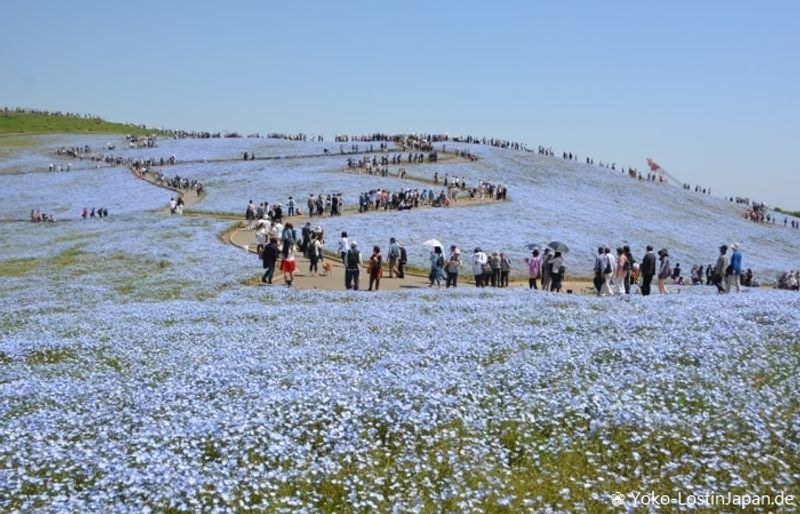 Golden Week: Three flower fields in bloom
 photo